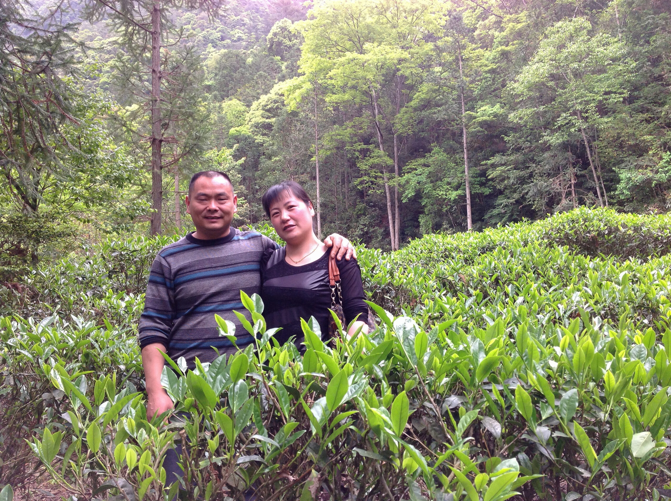 A couple stands among the bushes of a rock Wulong tea garden surrounded by forest.